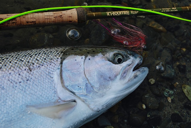 Adrienne_Beautiful_Steel Adrienne Comeaux - Beautiful Steelhead