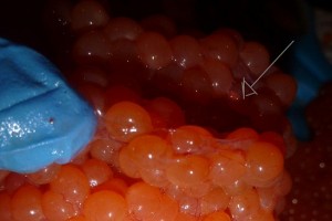 cureeggs2