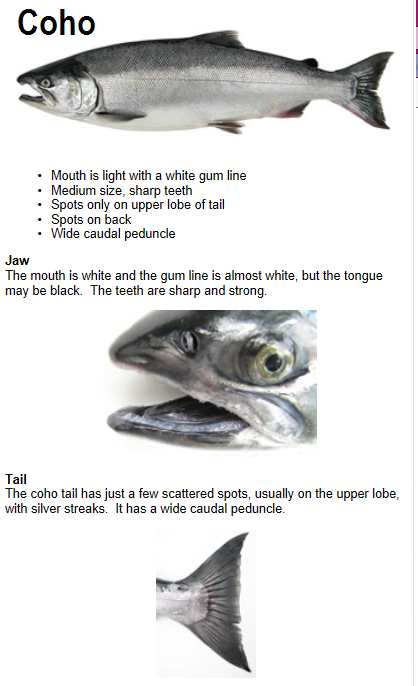 Coho