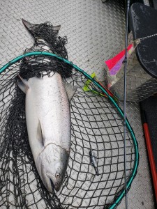 Springer